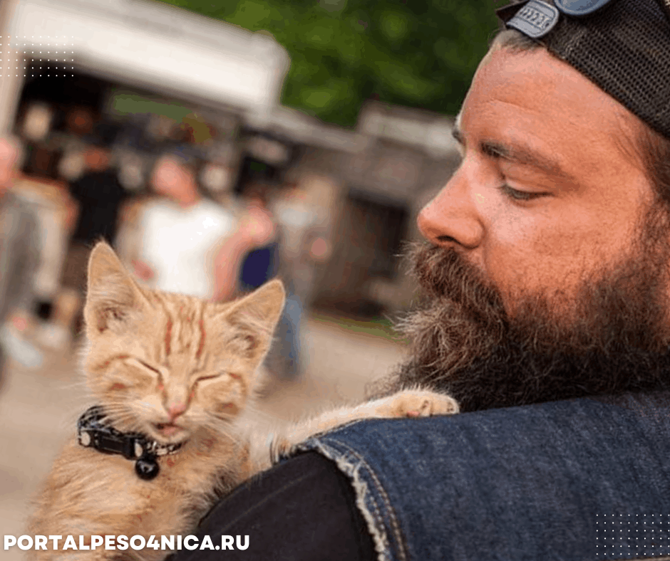 Как стать волонтёром в приюте для животных.